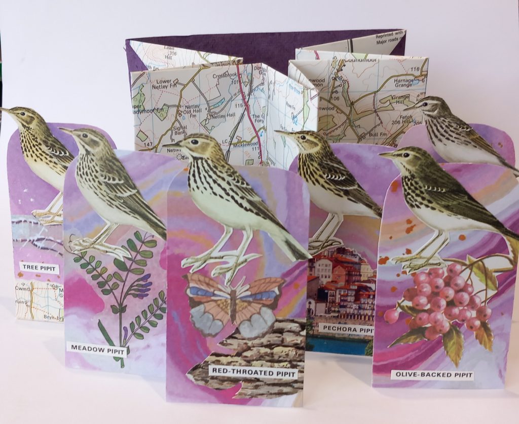 Portraits of Pipits