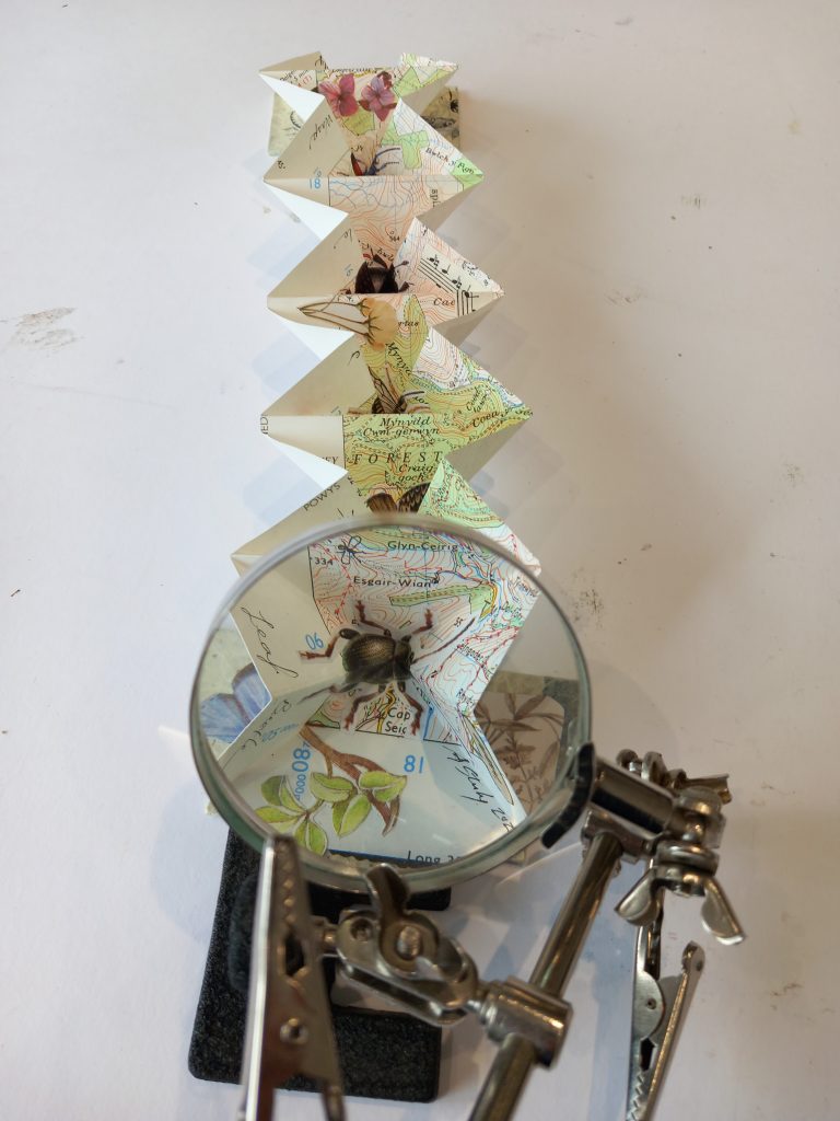 Insecta Inspected by Amy Sterly